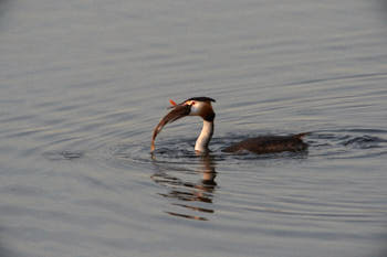 Faune des marais<br>NIKON D4, 700 mm, 4500 ISO,  1/1600 sec,  f : 8 